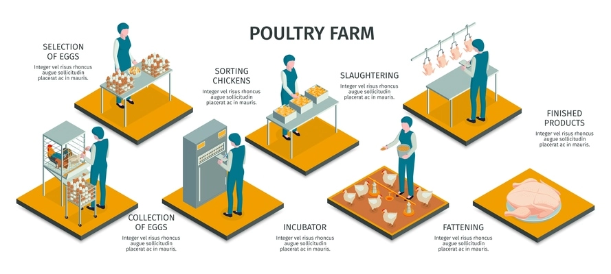 Isometric poultry farm horizontal infographics with characters of workers and animals work activities with text captions vector illustration