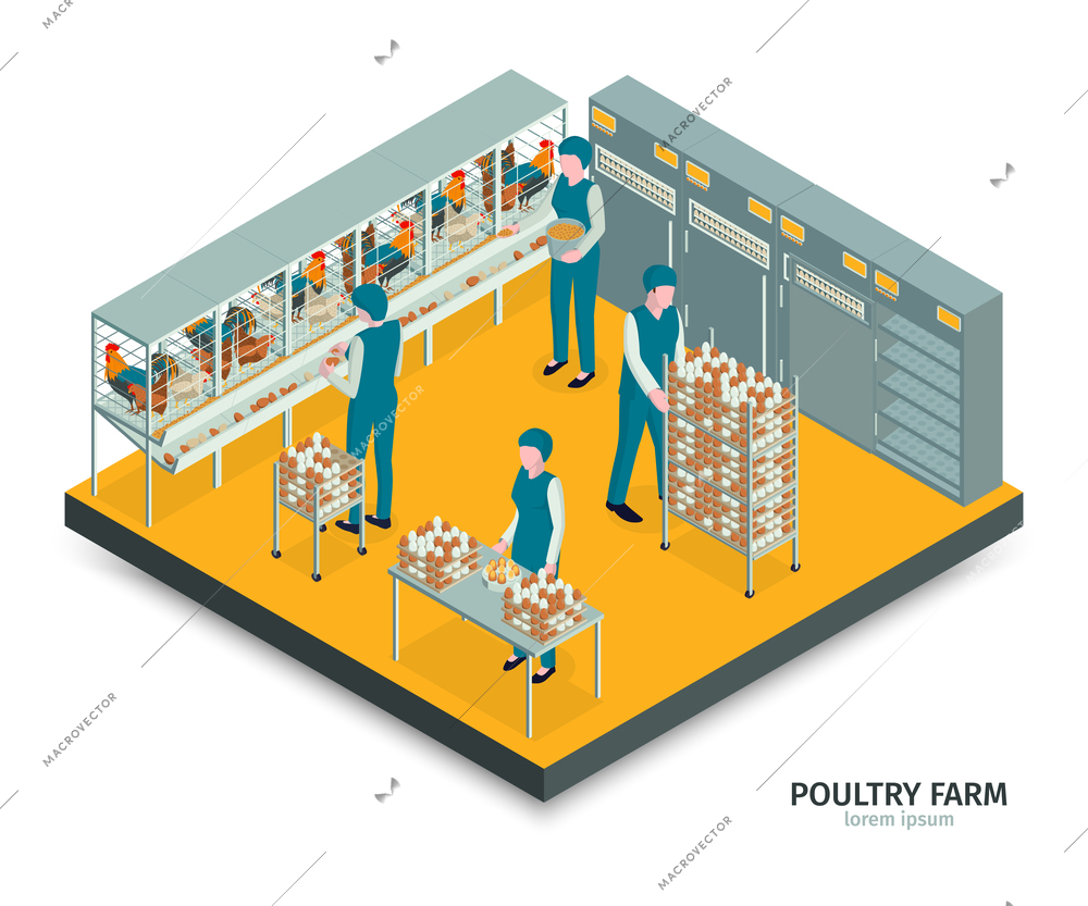 Isometric poultry farm composition with text and indoor view with workers gathering eggs into cabinet racks vector illustration