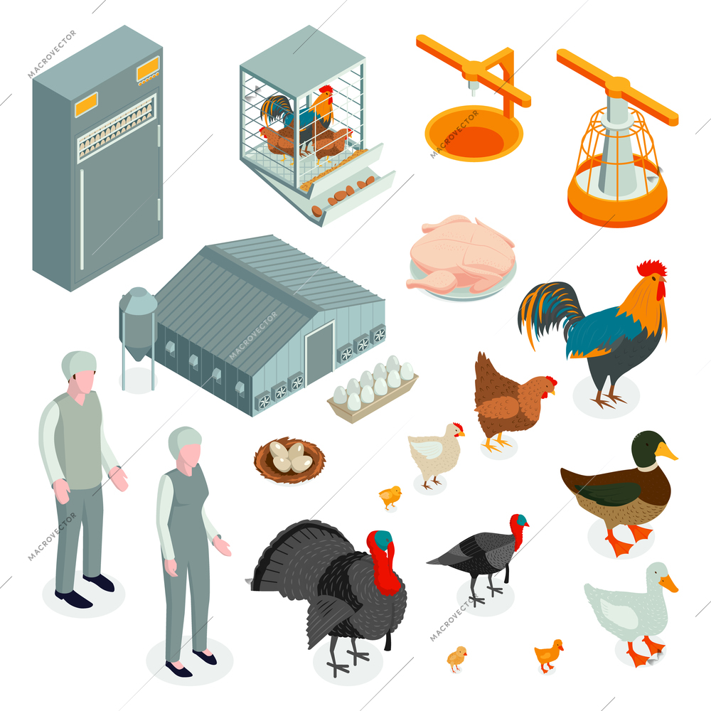 Isometric poultry farm chicken set with isolated icons and characters of workers with animals and products vector illustration