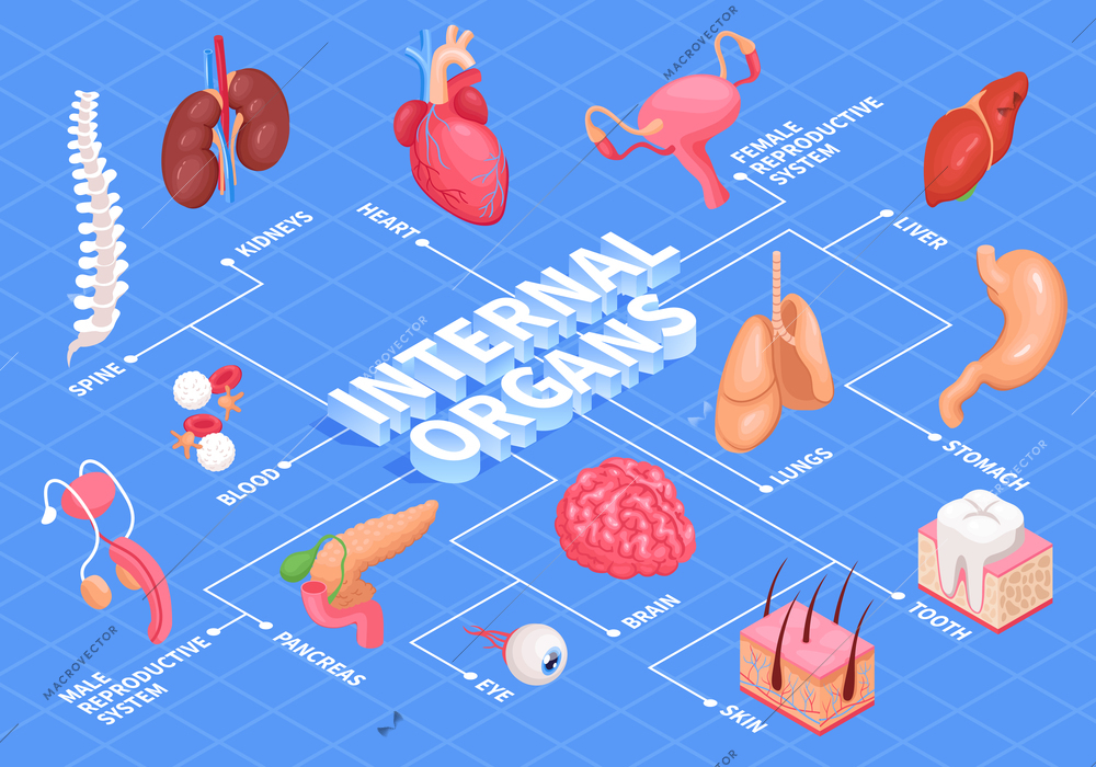 Human organs flowchart with heart liver and kidneys isometric vector illustration