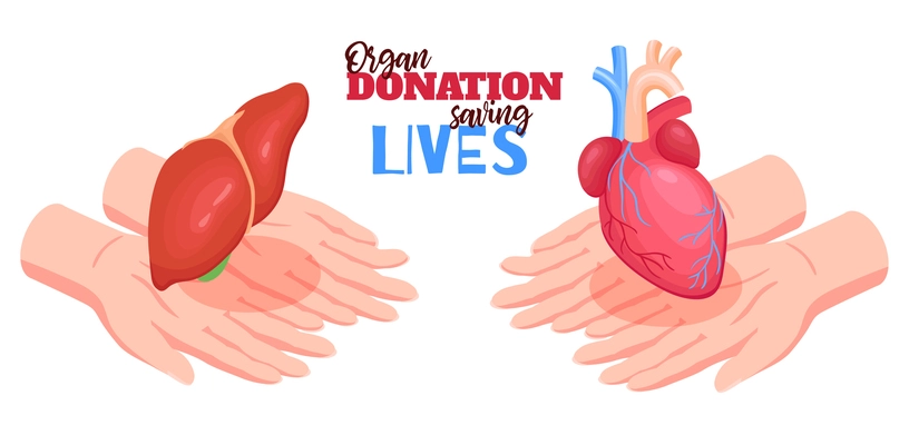 Human organs donation concept with heart and liver isometric isolated vector illustration
