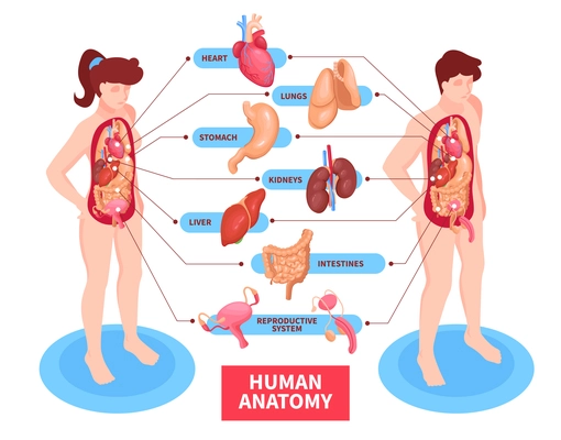 Human anatomy poster with heart and reproductive system isometric vector illustration