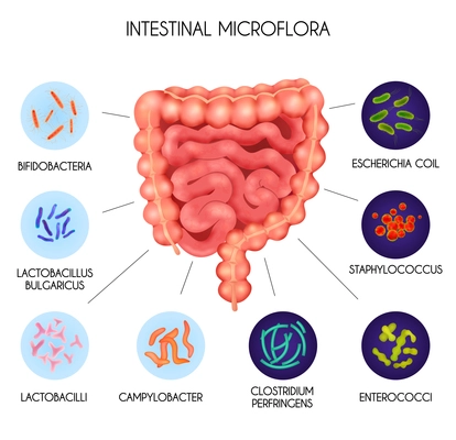 Realistic human internal organs intestinal microflora bacteria infographic with Escherichia coil staphylococcus enterococci clostridium perfringens lactobacilli and other descriptions vector illustration