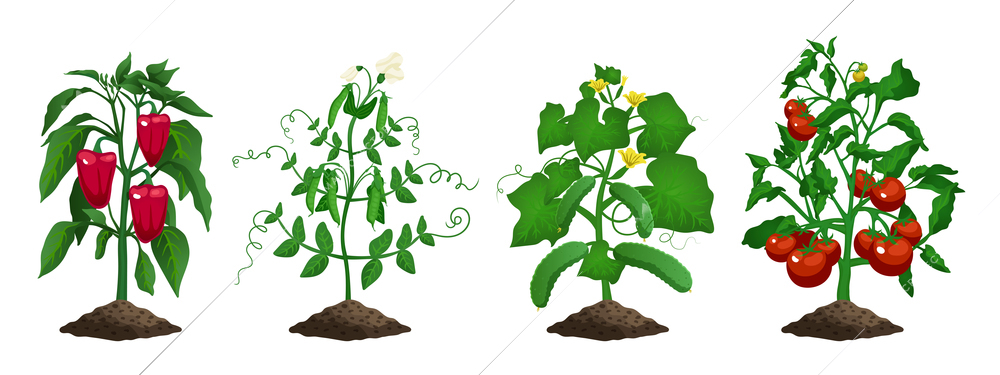 Set with isolated images of cucumber peas pepper tomato plants farming organic vegetables on blank background vector illustration