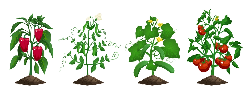 Set with isolated images of cucumber peas pepper tomato plants farming organic vegetables on blank background vector illustration