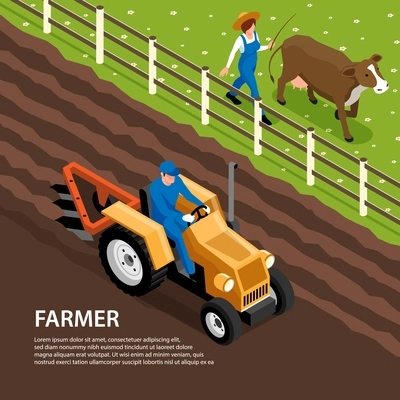 Farmer daily work isometric composition with tractor plowing soil and bringing livestock cow to graze vector illustration