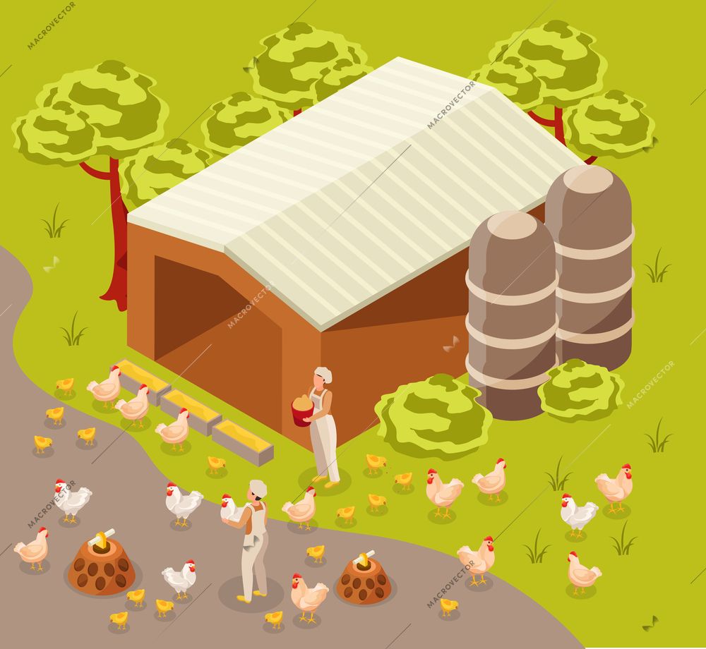 Chicken farn isometric composition with outdoor landscape and human workers with chickens near the barn building vector illustration