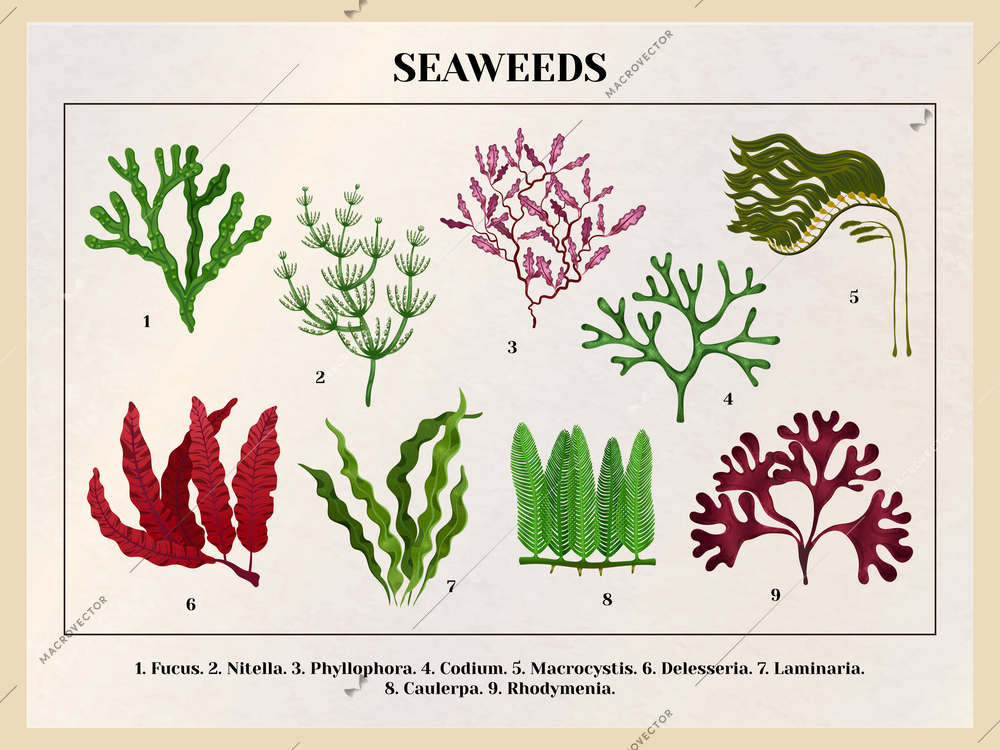 Seaweeds collection botanical educative chart poster tutorial with red brown green algae species background retro vector illustration