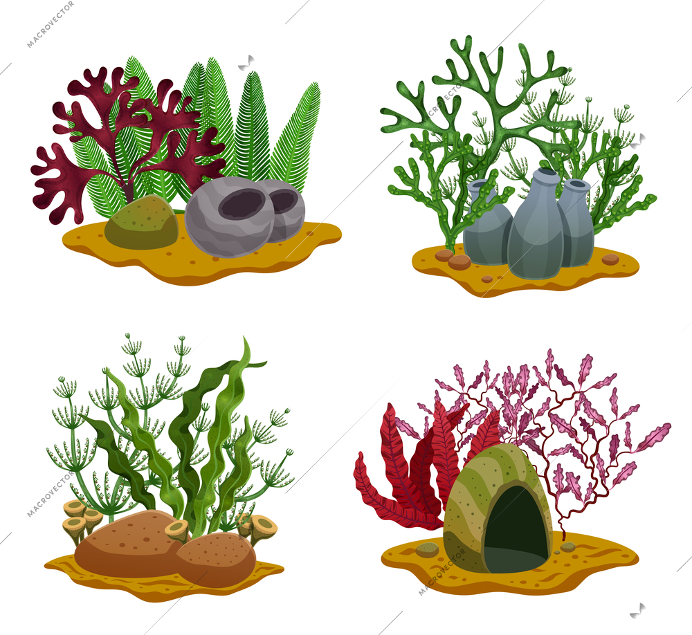 Seaweeds 4 flat underwater colorful decorative elements set with different algae types stones lighting isolated vector illustration