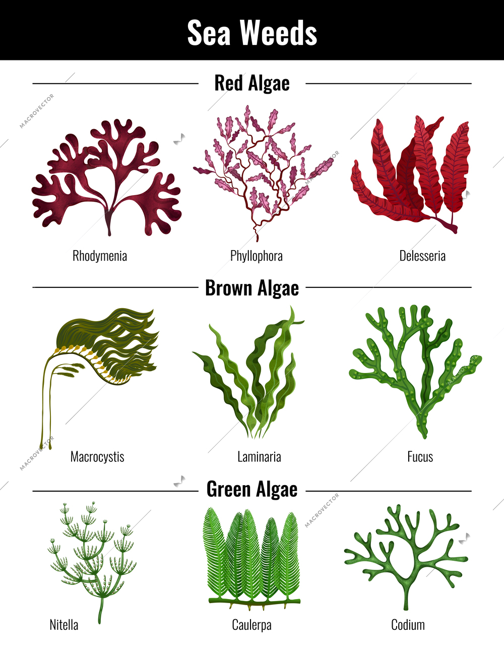 Red brown green algae seaweeds collection botanical educative info poster with laminaria codium rhodymenia flat vector illustration
