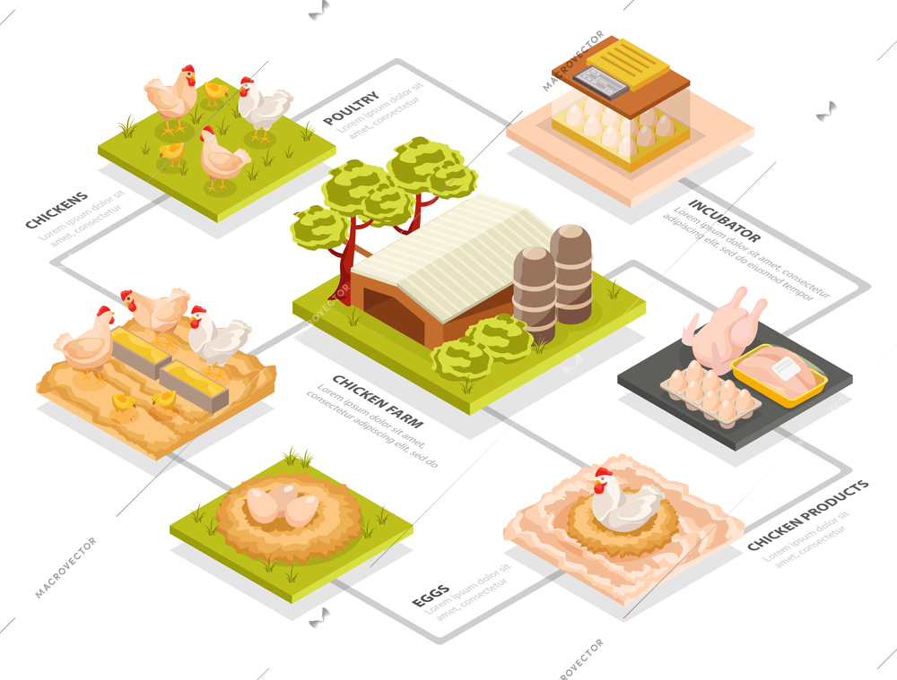 Chicken farm isometric flowchart with set of square platforms images of chickens buildings and semi-products vector illustration