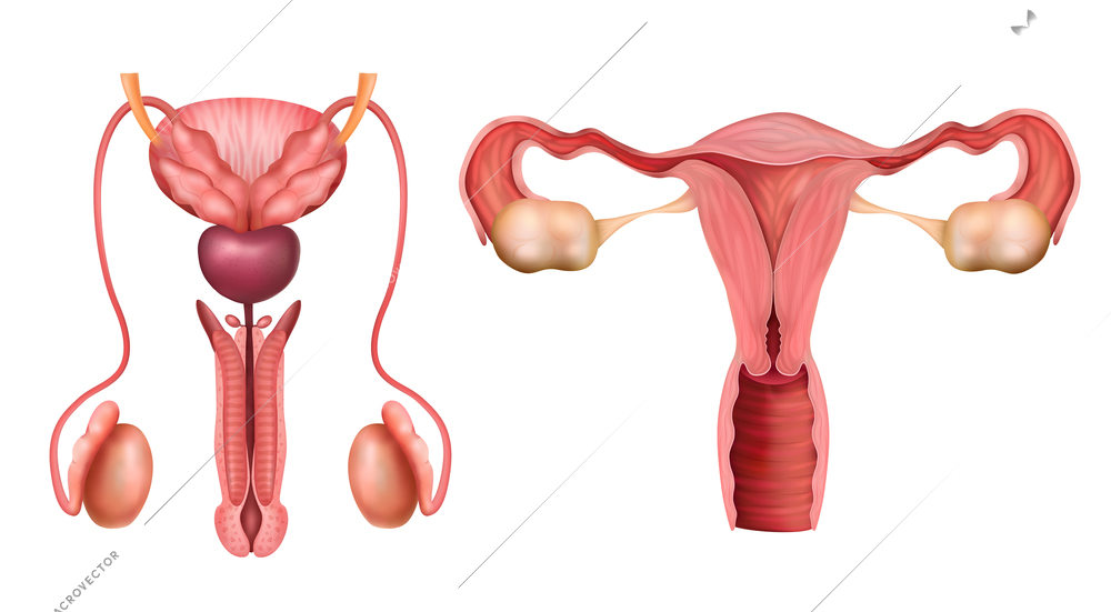 Male and female reproductive system organs realistic set isolated on white background vector illustration