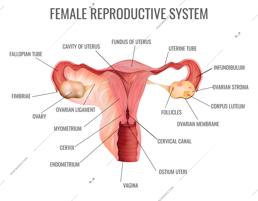 Female reproductive system and its main parts on white background realistic vector illustration