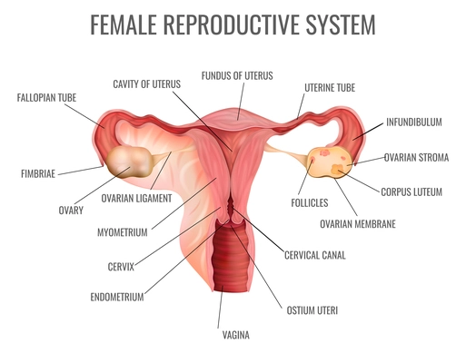 Female reproductive system and its main parts on white background realistic vector illustration