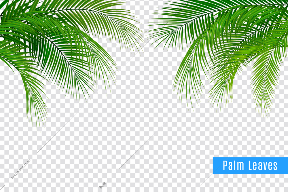 Tropical leaves palm branch realistic frame composition with transparent background and clusters of leaves with text vector illustration