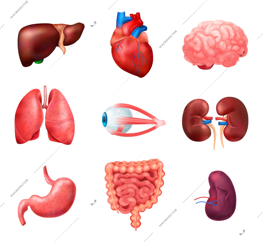 Realistic human internal organs anatomy icon set with lungs heart liver kidneys brain eyes spleen intestines vector illustration