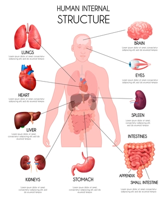 Realistic human internal organs infographics white background with lungs heard liver kidneys brain eyes spleen intestines descriptions vector illustration