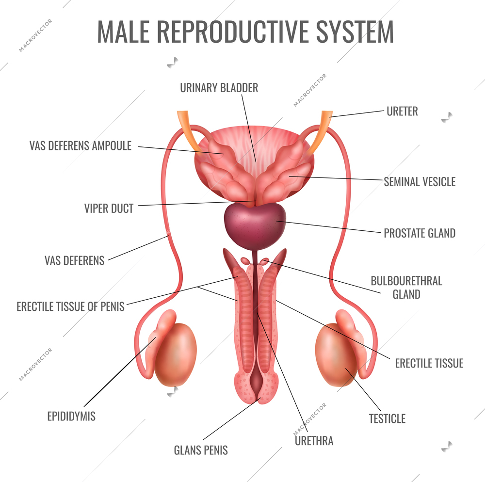 Realistic male reproductive system and its parts labelled on white background vector illustration