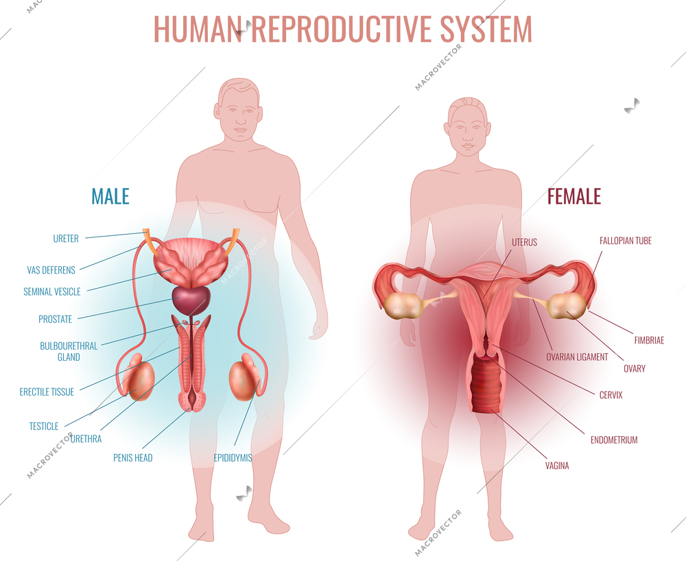 Realistic set with male and female reproductive system and silhouette of man and woman isolated vector illustration