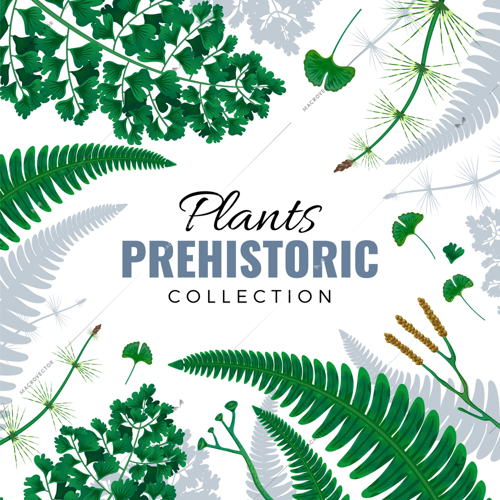 Prehistoric plants square frame with ferns fronds horsetail ginkgo leaves in green and silver gray vector illustration