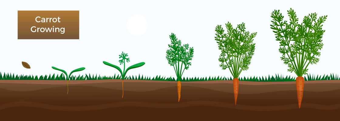 Vegetables growth stages educative horizontal banner with carrot growing  from seeds sowing germinating to harvesting vector illustration