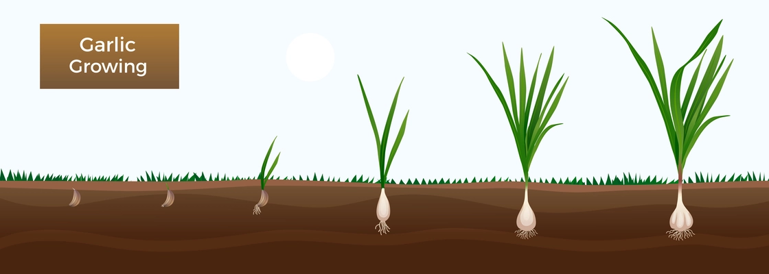 Vegetables growth stages educative horizontal gardener gids banner with garlic from cloves planting to harvesting vector illustration