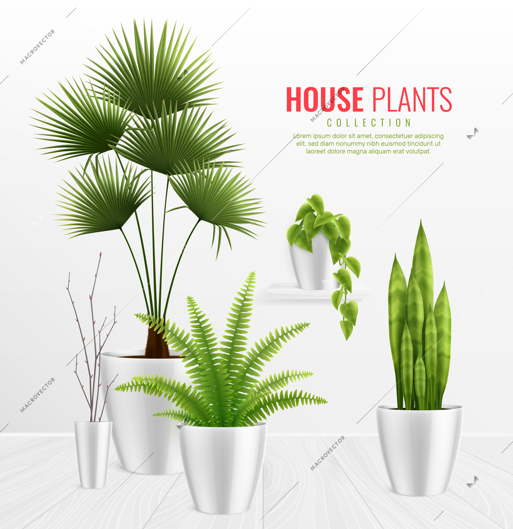 House plants in pot composition realistic concept with plants collection on stylish white background vector illustration