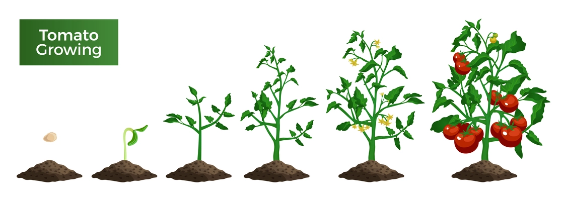 Tomato plant growth stages set of isolated realistic images with seed sprout mature plant and text vector illustration