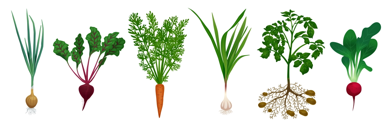 Set with images of beet carrot potato onion radish garlic kitchen garden vegetables on blank background vector illustration