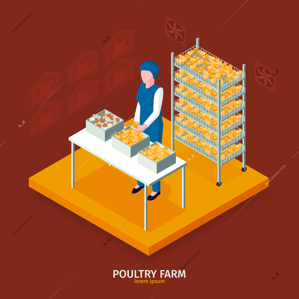 Isometric poultry farm composition with text and faceless female character in front of boxes with chicken vector illustration