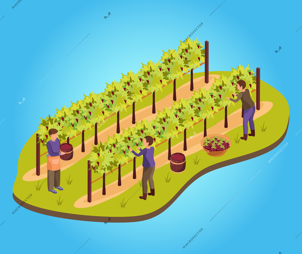 Wine production background with harvest and vineyard symbols isometric vector illustration