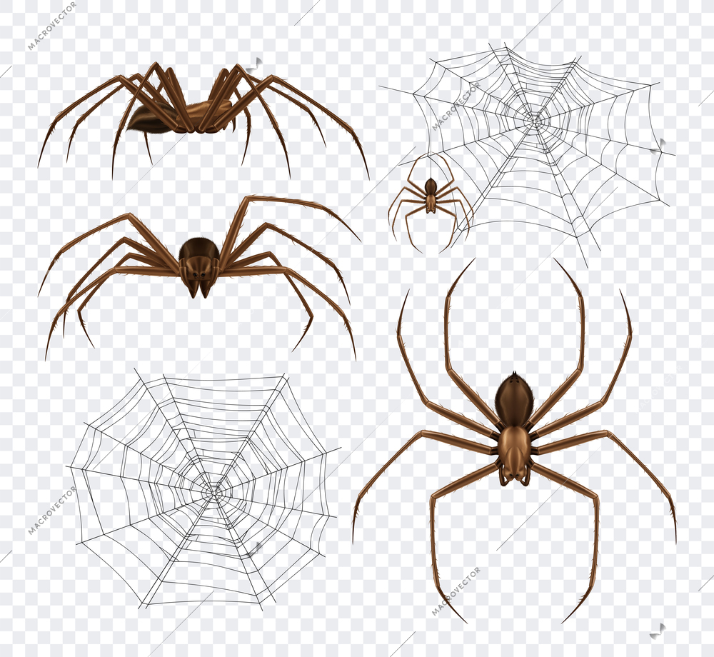 Spiders realistic set on transparent background with detailed images of spidernet and black spiders different angles vector illustration