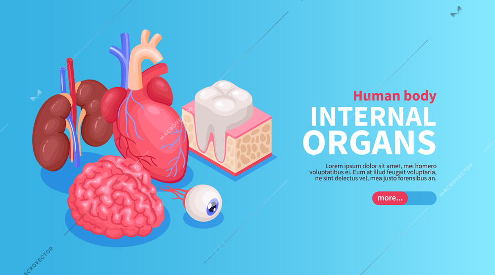 Internal organs poster with heart and eye and kidneys isometric vector illustration