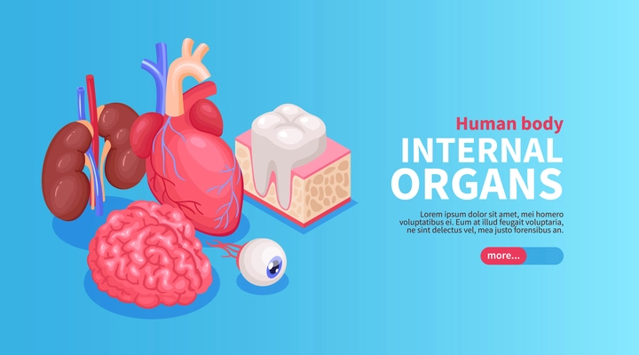 Internal organs poster with heart and eye and kidneys isometric vector illustration