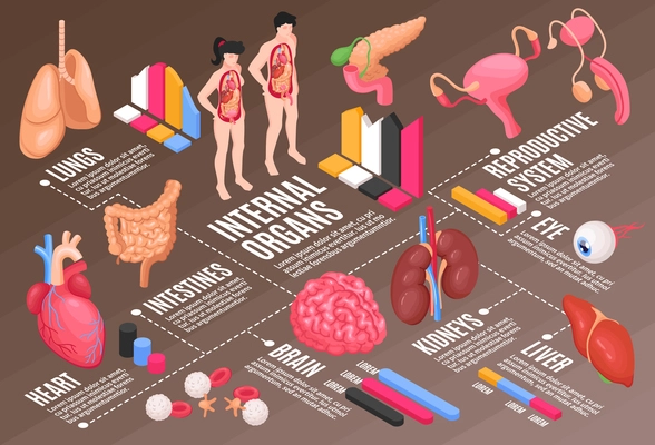 Human anatomy flowchart with lungs brain and eye isometric vector illustration