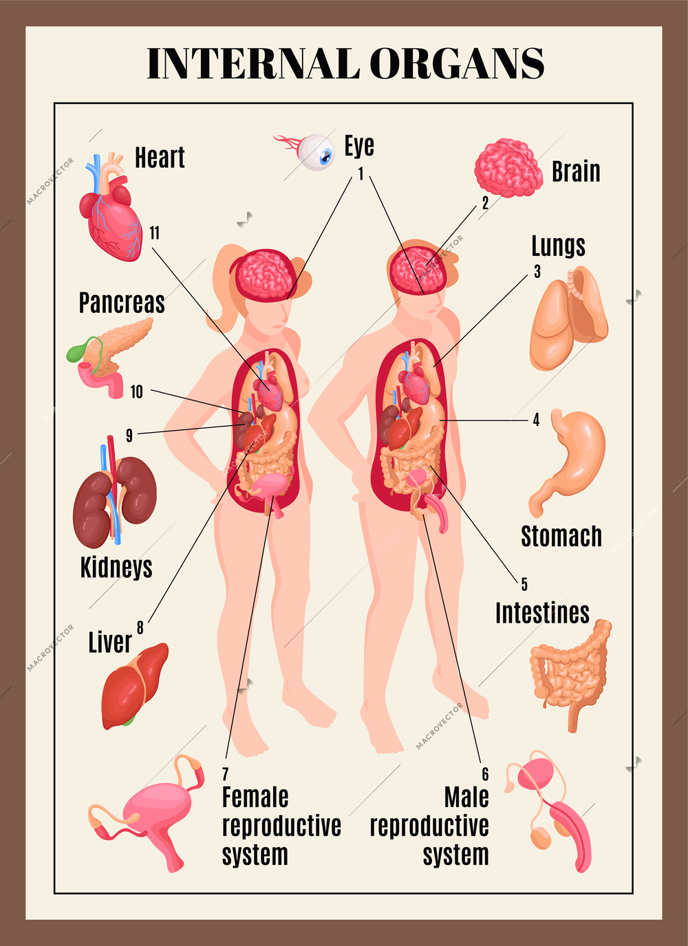 Internal organs poster with male and female anatomy isometric vector illustration