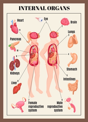 Human Anatomy Female Body And Organs Diagram High-Res Vector