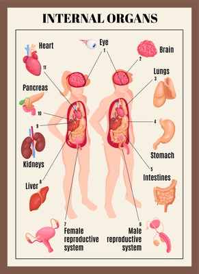 Human Anatomy Male And Female Body With Organs High-Res Vector