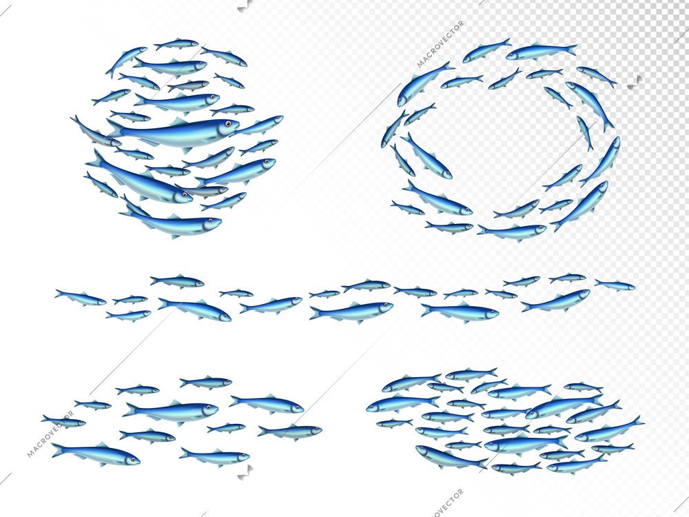 Fish school colonies realistic set with fast moving wedge shape feeding shoals circulair transparent background vector illustration