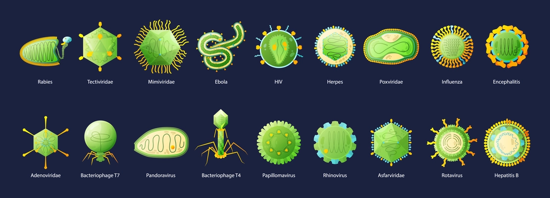 Human viruses set with hiv ebola influenza hepatitis green educative chart with names black background vector illustration