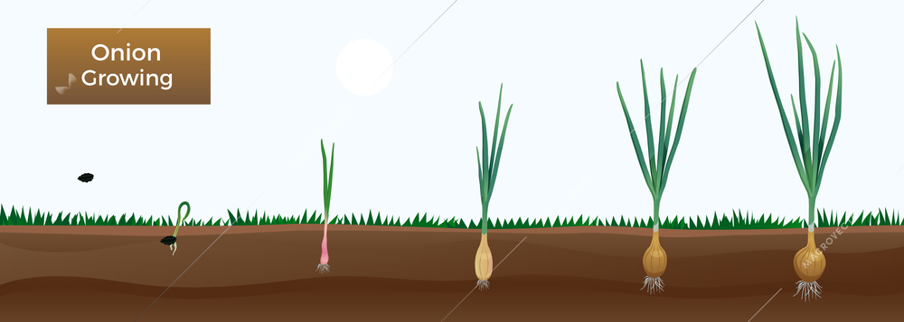 Vegetables onion growth stages composition with editable text and images of onion plant at different ages vector illustration