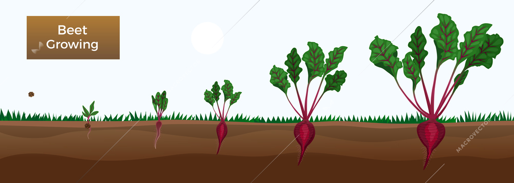 Vegetables beet growth stages composition with profile view of fat land and images of grown plants vector illustration