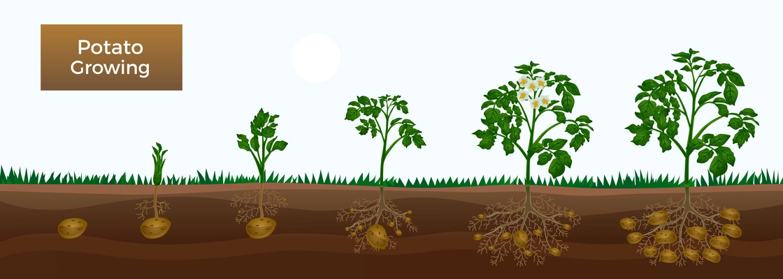 Potato growth stages horizontal educative gardening banner with planting sprout development tuber initiation bulking maturation vector illustration