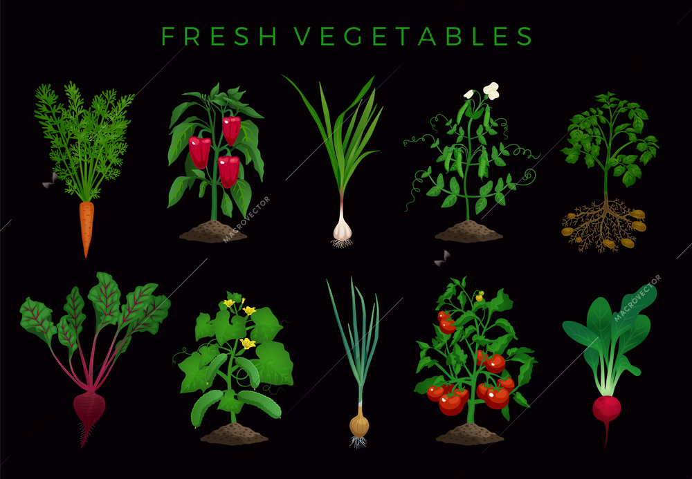 Farming organic vegetables set with editable images of natural plants with leaves and editable text vector illustration