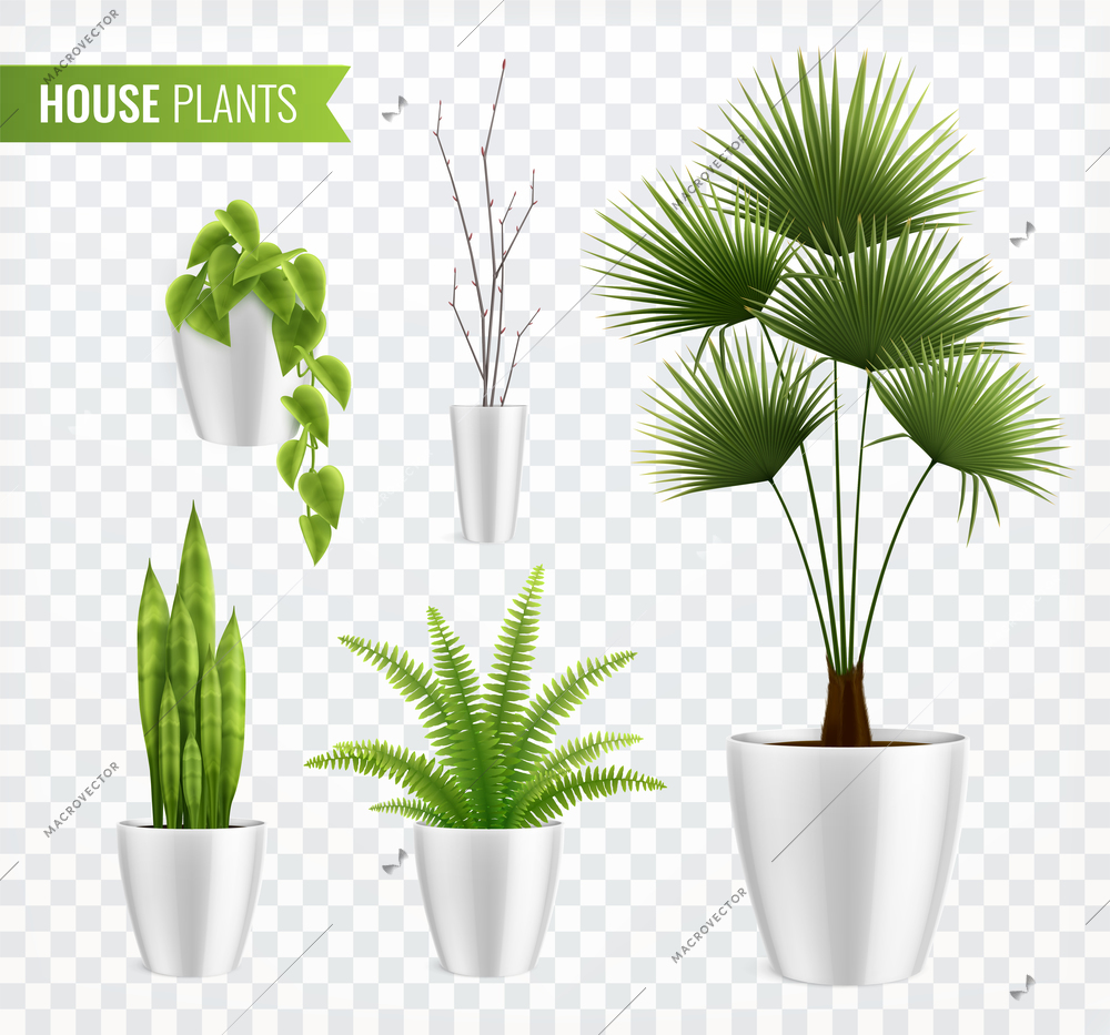 House plants in pot realistic icon set with different type of leaves on transparent background vector illustration