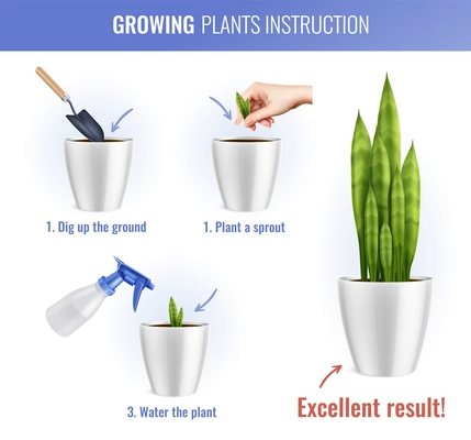 Colored house plants growing infographics realistic composition instruction with three steps of growing vector illustration