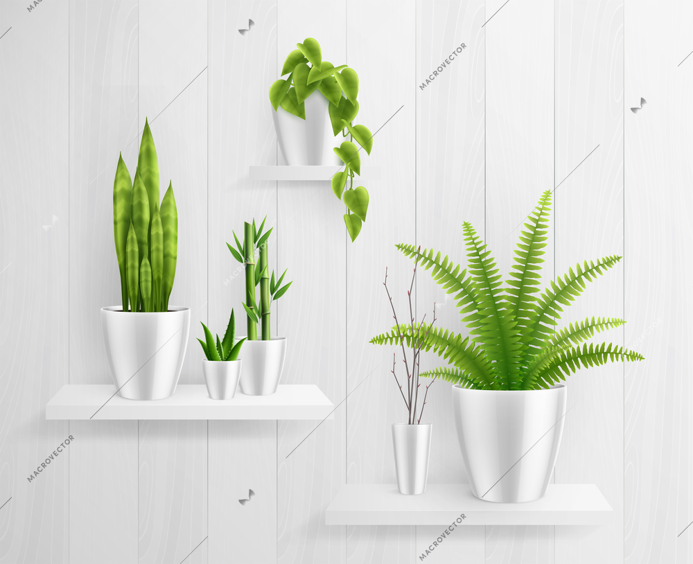 House plants in pot on shelves realistic composition with big green leaves on white shelves vector illustration