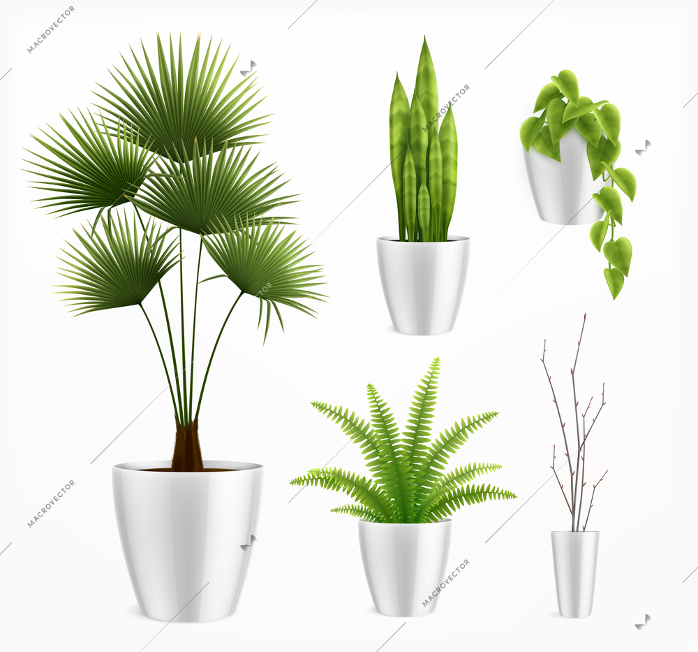 House plants in pot realistic composition with stylish plants in white pots vector illustration