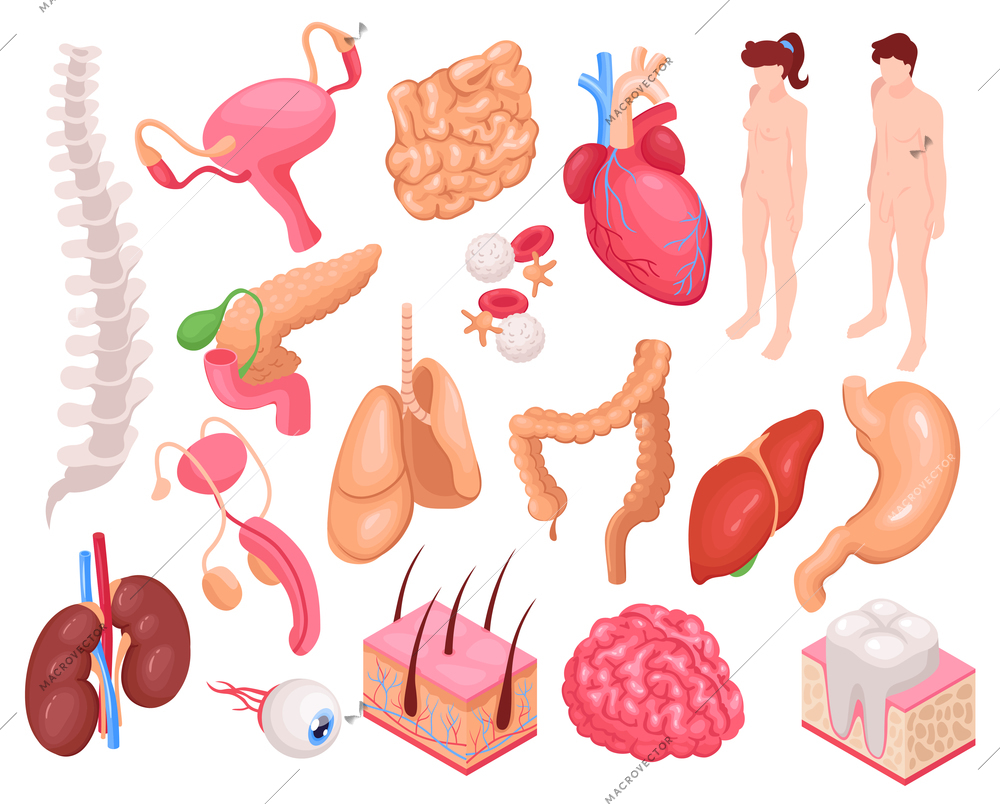 Human organs set with heart lungs and stomach isometric isolated vector illustration