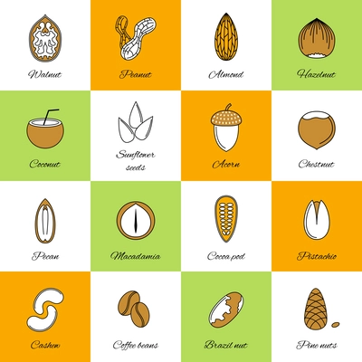 Set of acorn chestnut hazelnut coconut sunflower seeds and nuts in flat line style vector illustration